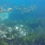 Apartmán De Charme, T3, Situation Ideale, Pieds Dans L'eau, Cap Corse